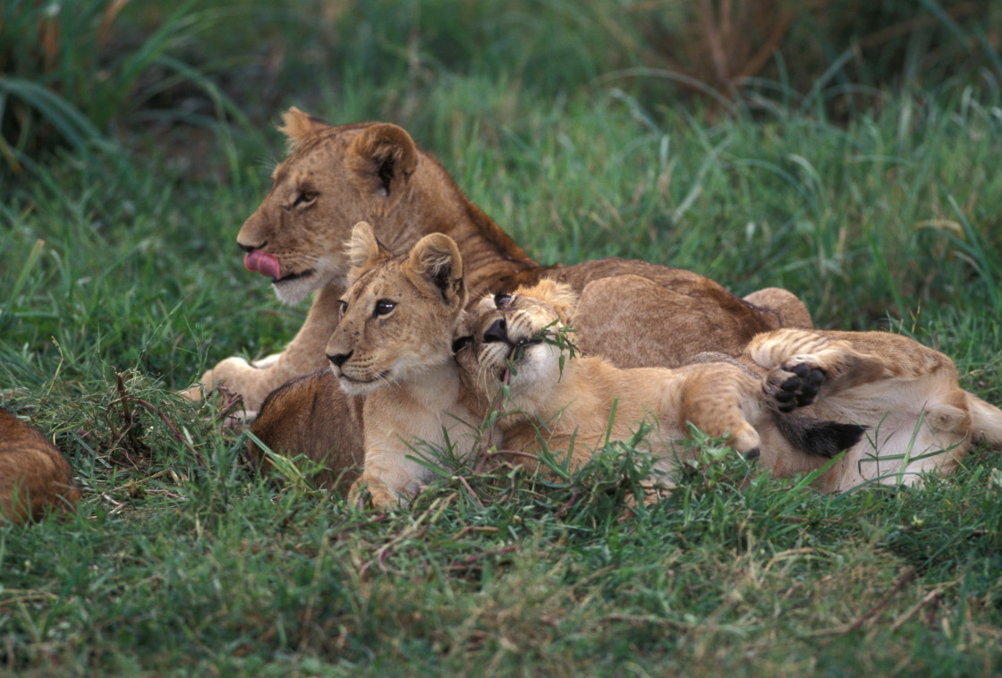 "Lion mother & cubs" stock image