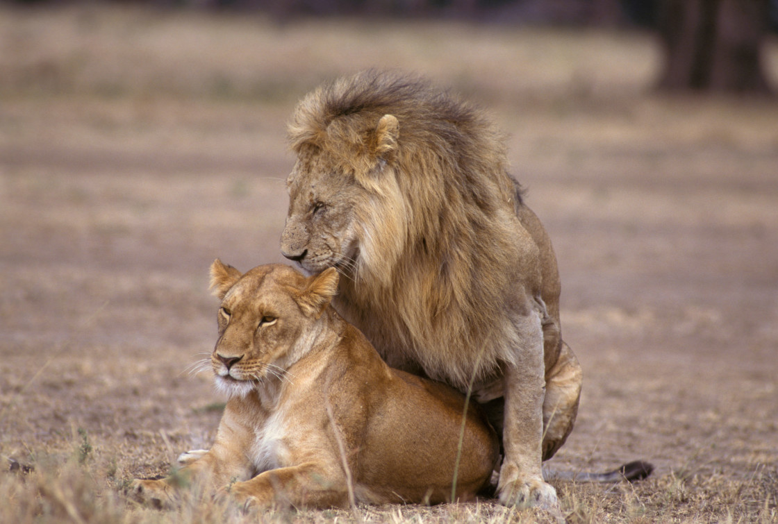 "Lions mating, Kenya, Africa" stock image