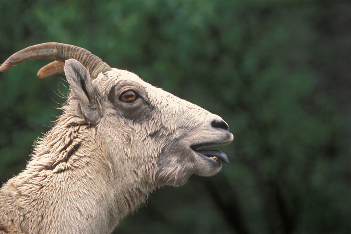 "Mt Goat" stock image