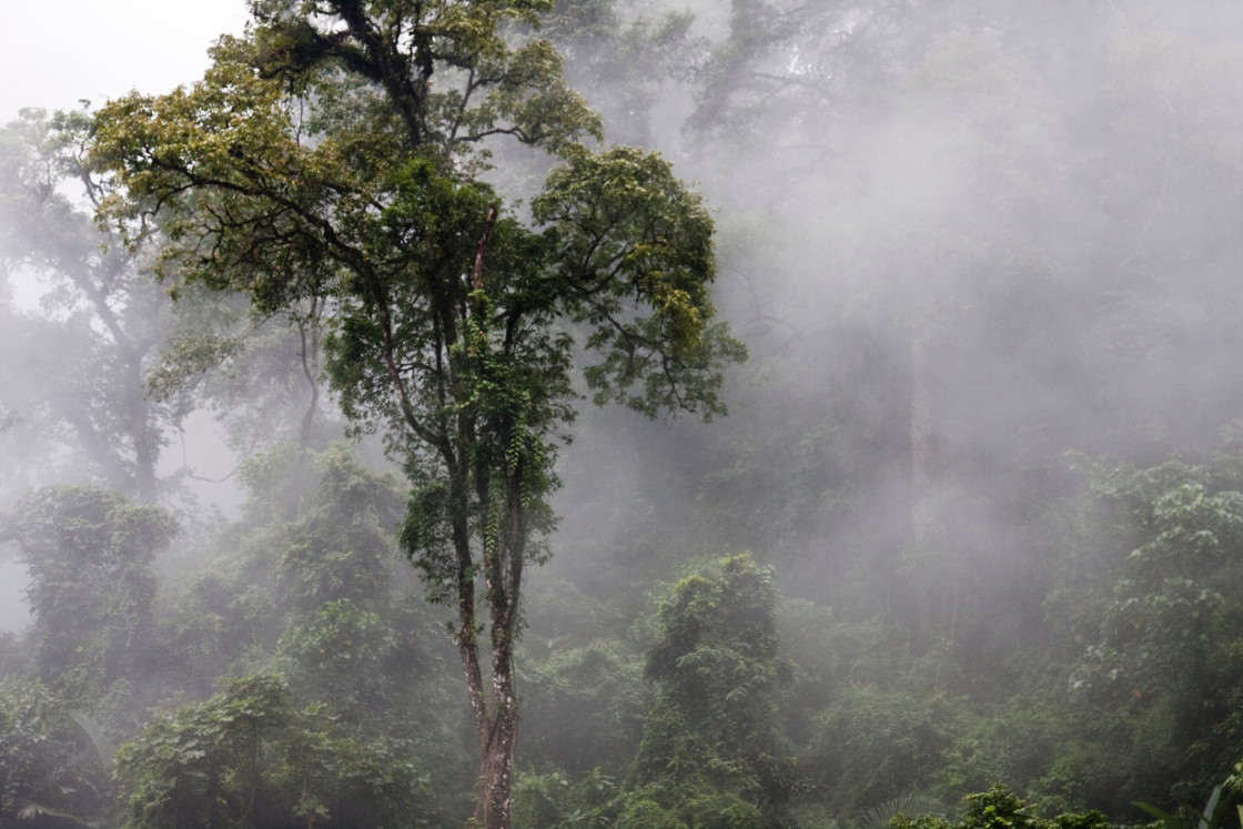 "Cloud Forest, Bhutan" stock image