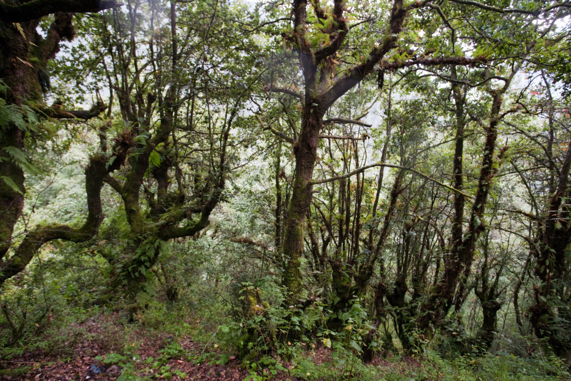 "Forest, Bhutan" stock image