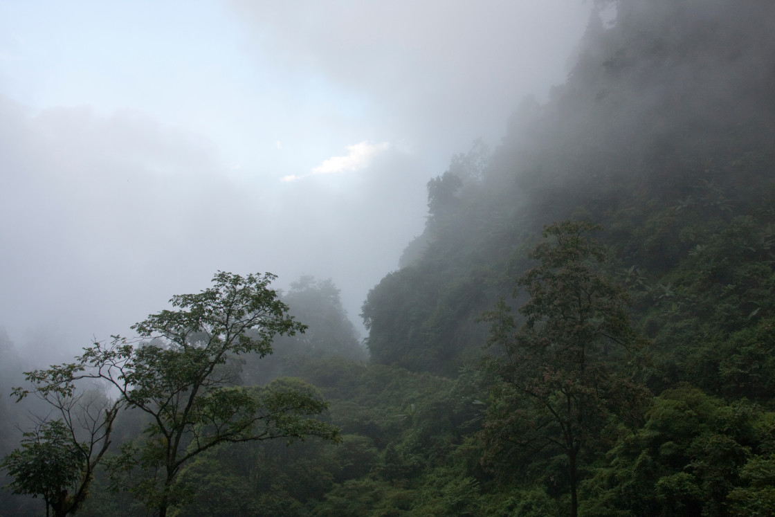 "Rain Forest, Bhutan" stock image