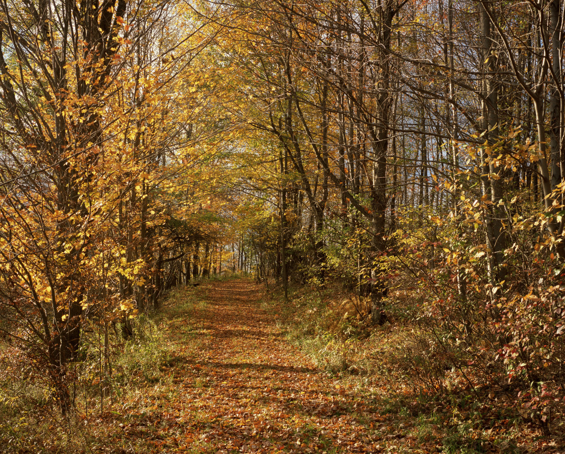 "Path through fall trees" stock image