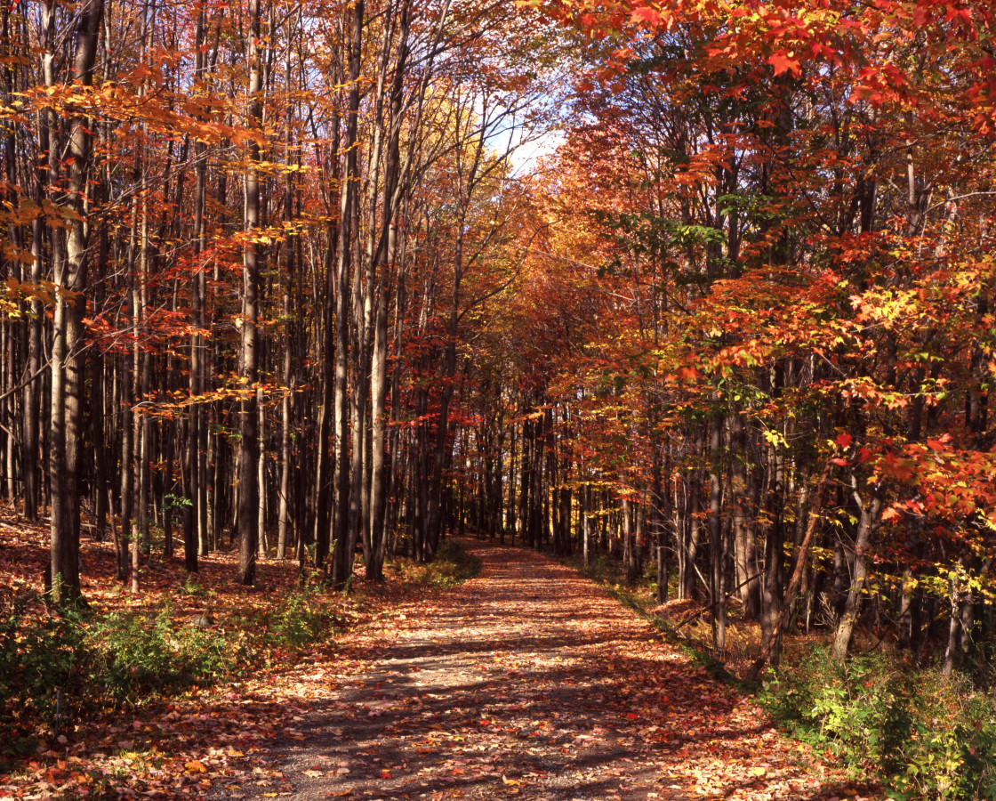 "Path through autumn trees" stock image