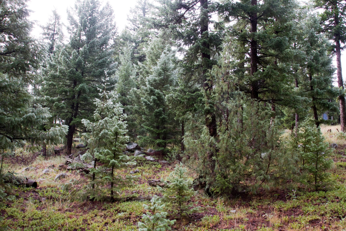 "Pine Forest, Colorado" stock image