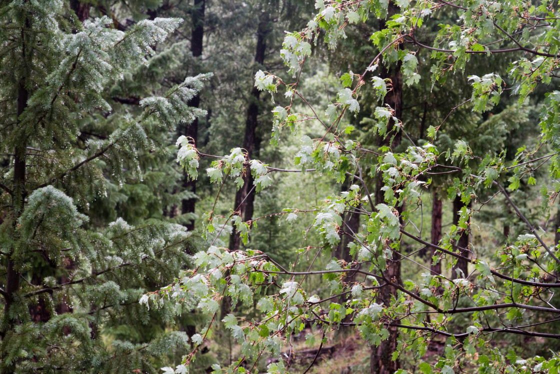 "Pine Forest, Colorado" stock image