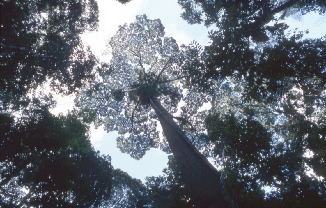 "Rainforest tree canopy, Borneo" stock image