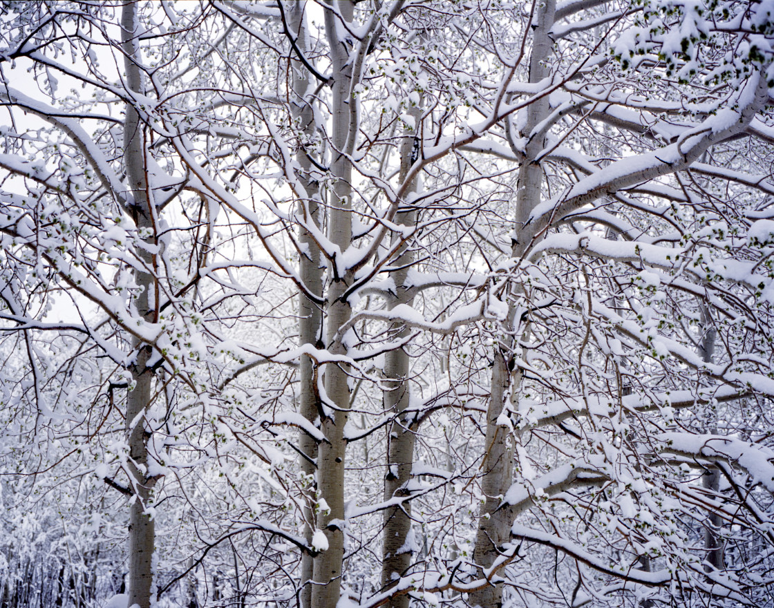 "Snow covered trees" stock image