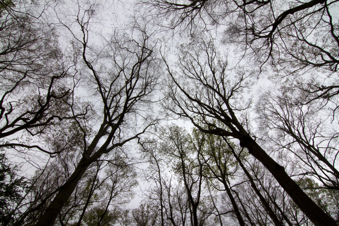 "View of the top of trees" stock image