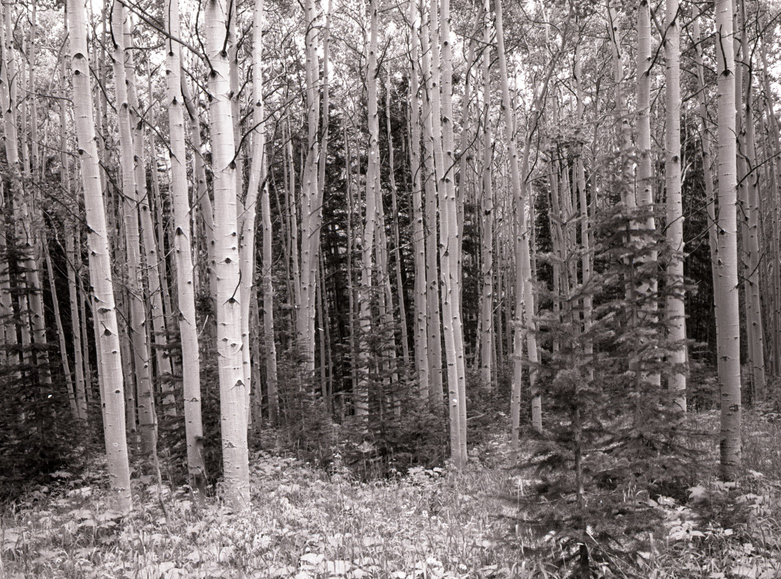 "Aspens trees" stock image