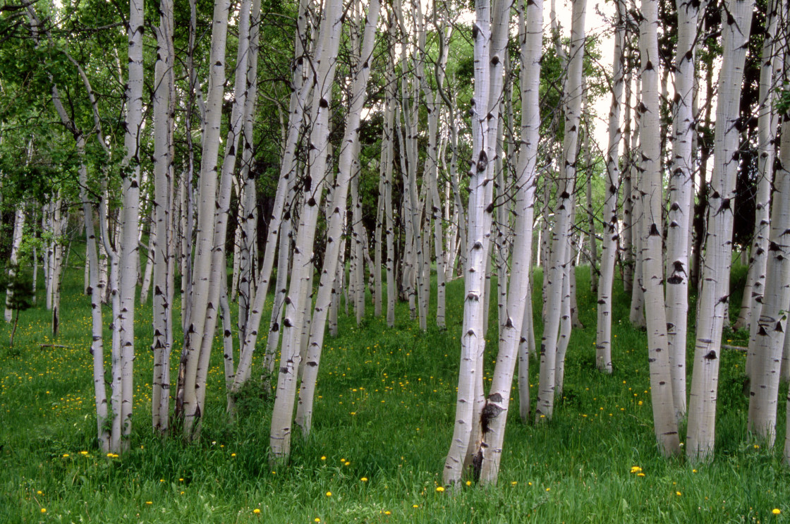 "Aspen trees, Colorado" stock image