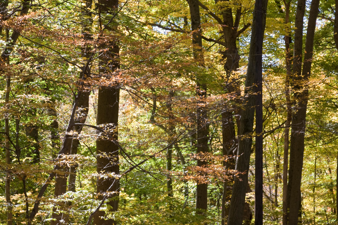 "Trees with fall leaves Fall trees" stock image