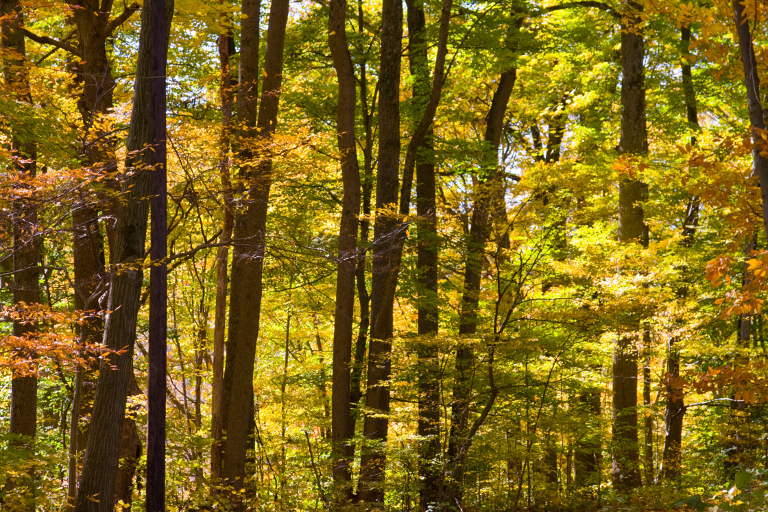 "tree trunks with fall leaves Fall trees" stock image