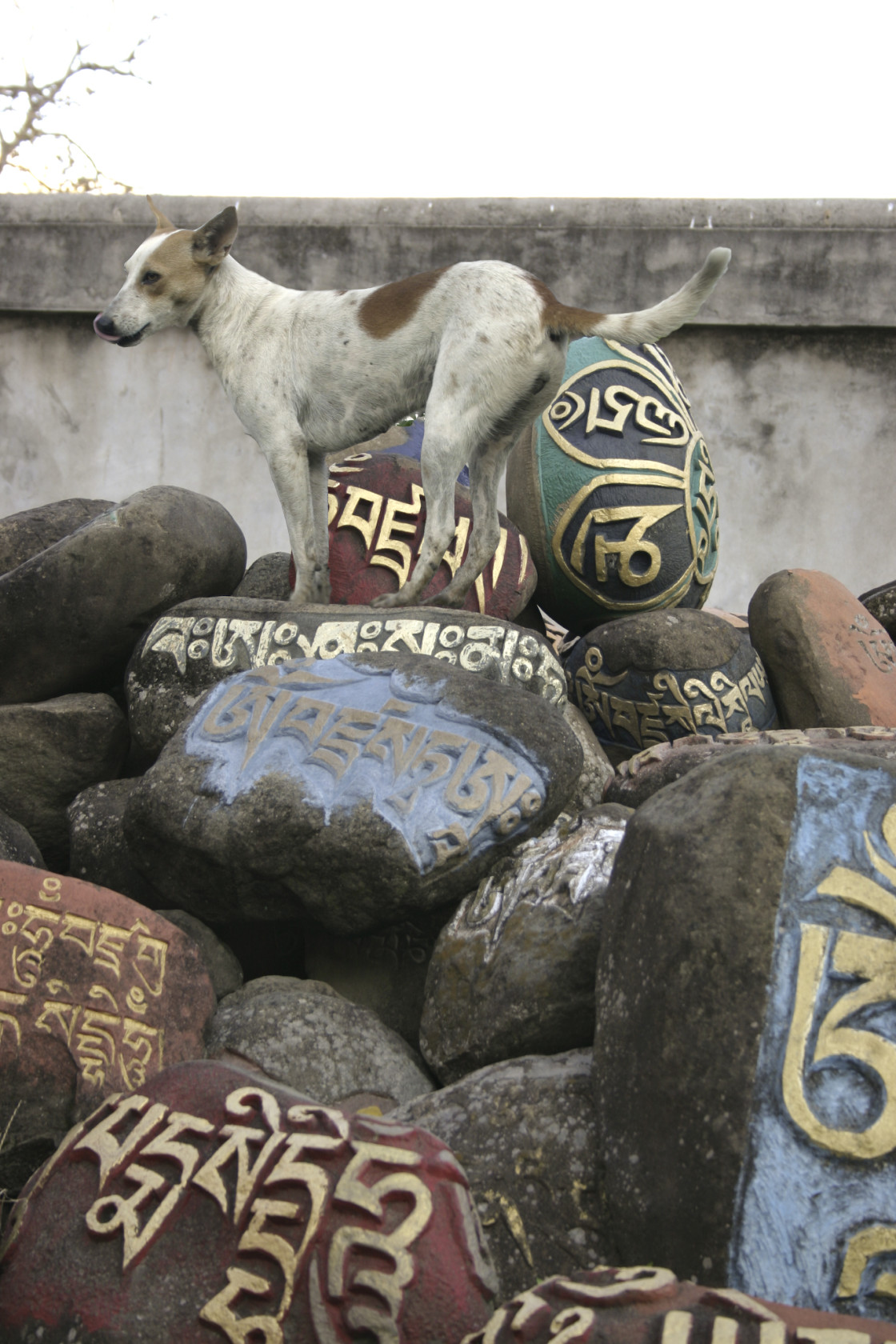 "Dog on mani stones, BIr, India" stock image