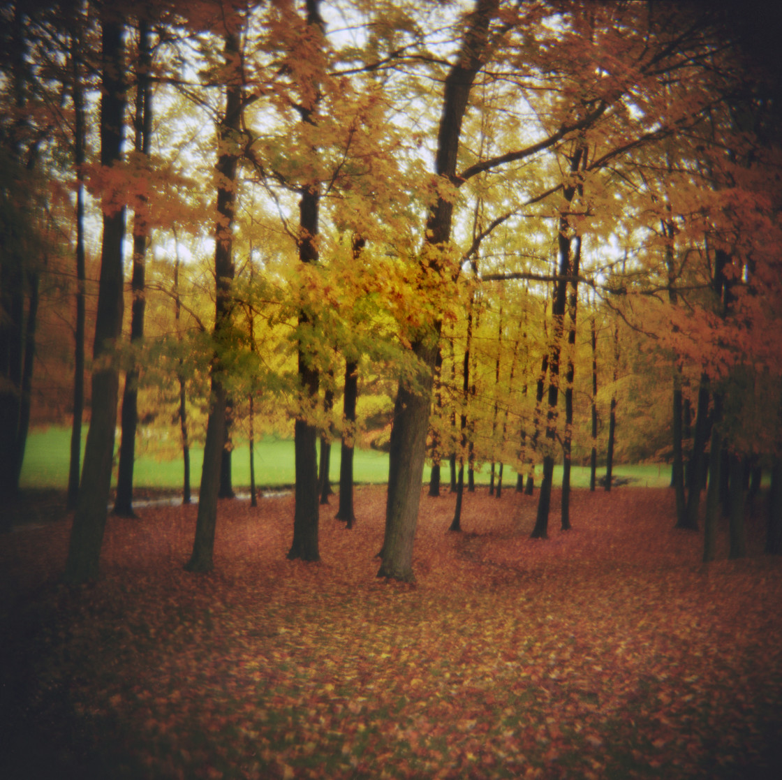 "Fall scene with trees and leaves" stock image