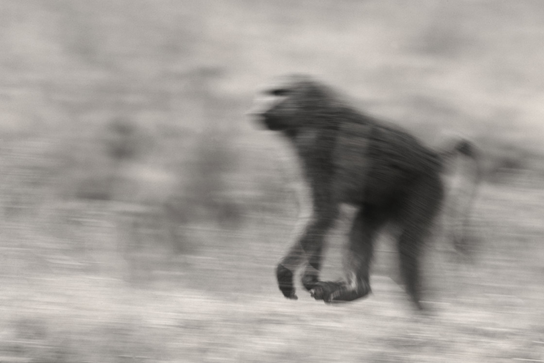 "Baboon running" stock image