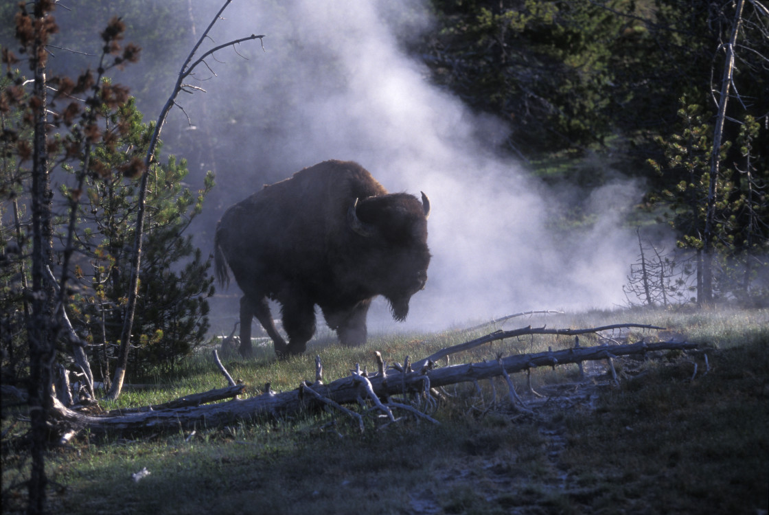 "Bison and Steam from Hot springs" stock image