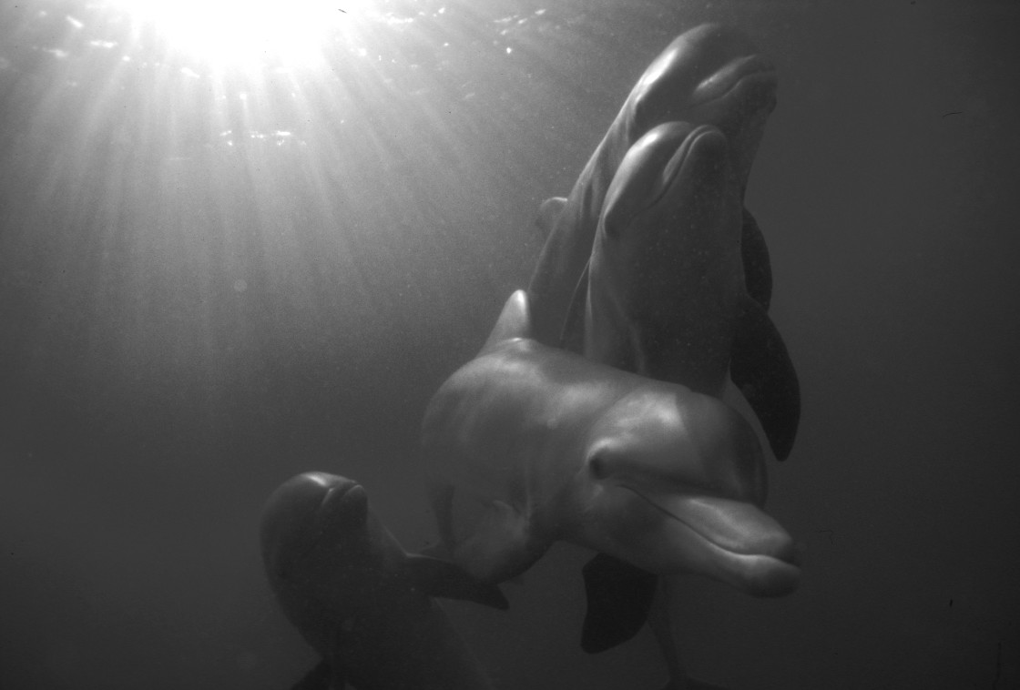 "Bottlenose dolphins and sun rays" stock image