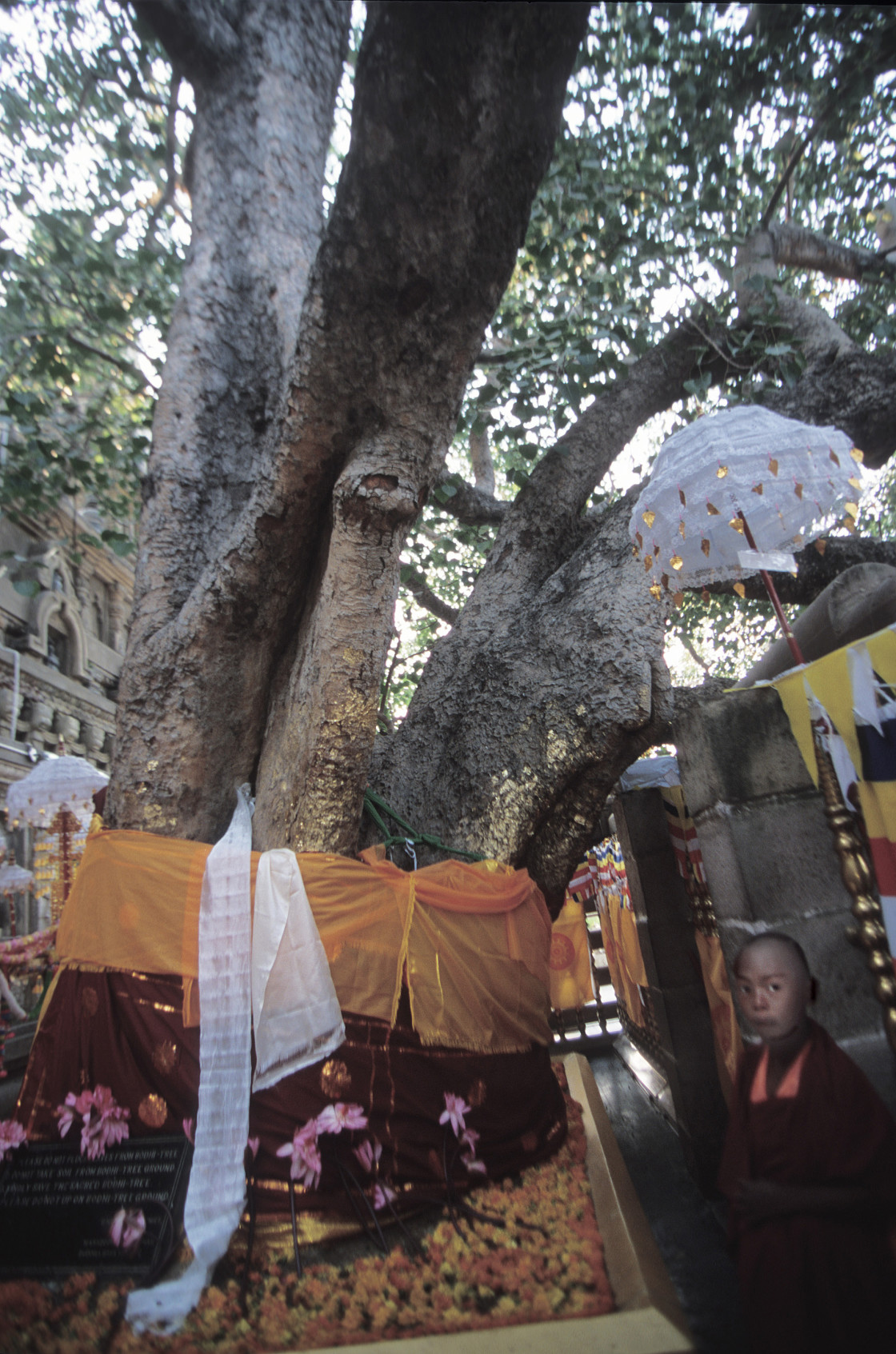 "Boy under bodhi tree, Bodh Gaya, India" stock image