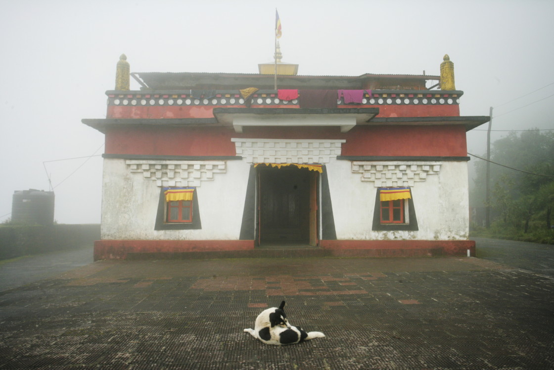 "Dog in front of Temple, Bhutan" stock image