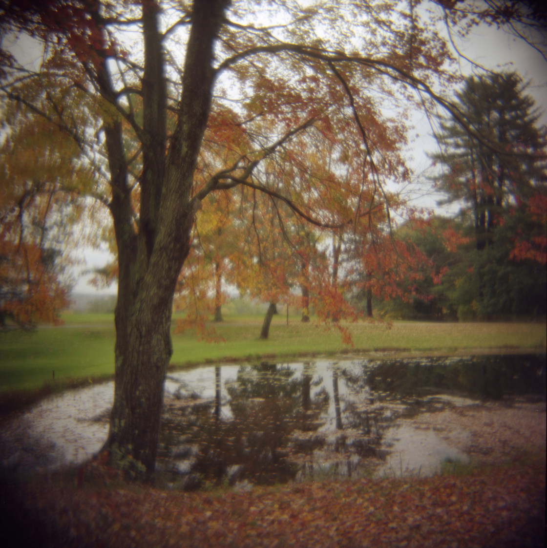 "Fall tree and pond." stock image