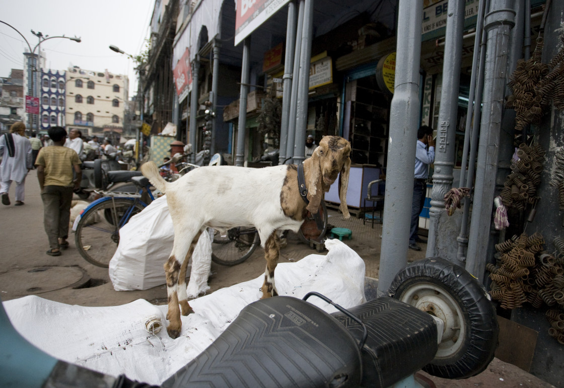 "Goat on motorcyle, Old Delhi_G3T7378" stock image