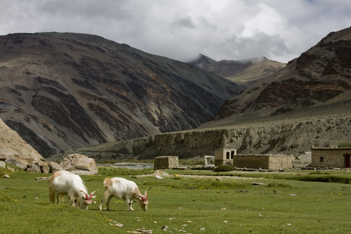 "goats in field, Ladakh, India" stock image