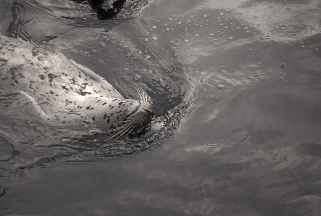 "Harbor Seal" stock image