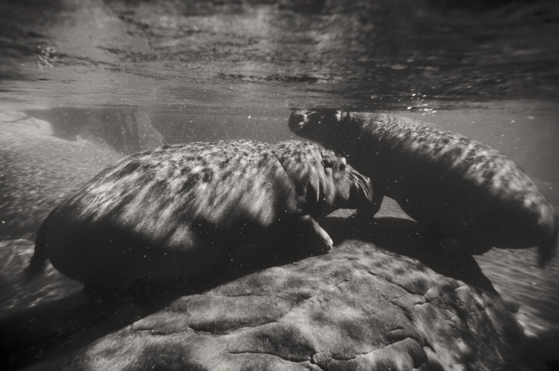 "Hippos underwater" stock image