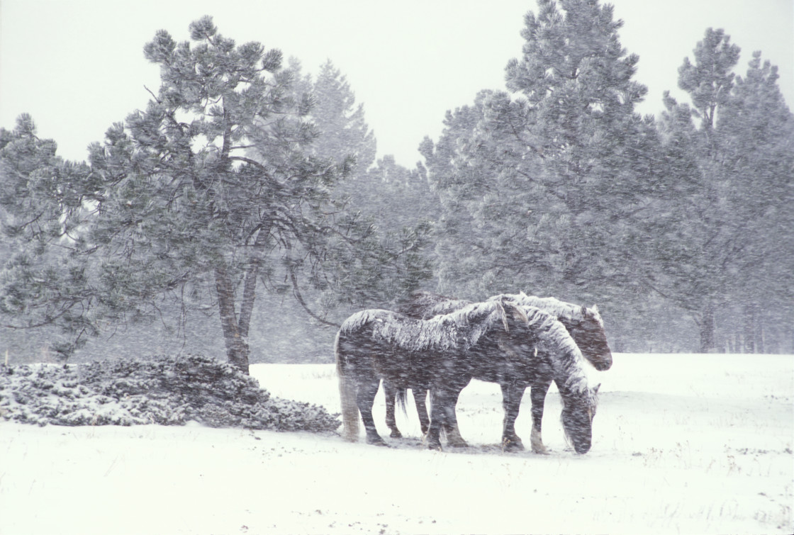 "Horses in Snowstorm" stock image