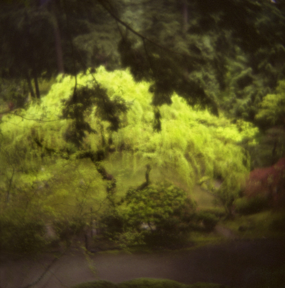 "Tree in Japanese Garden, Portland, Oregon" stock image