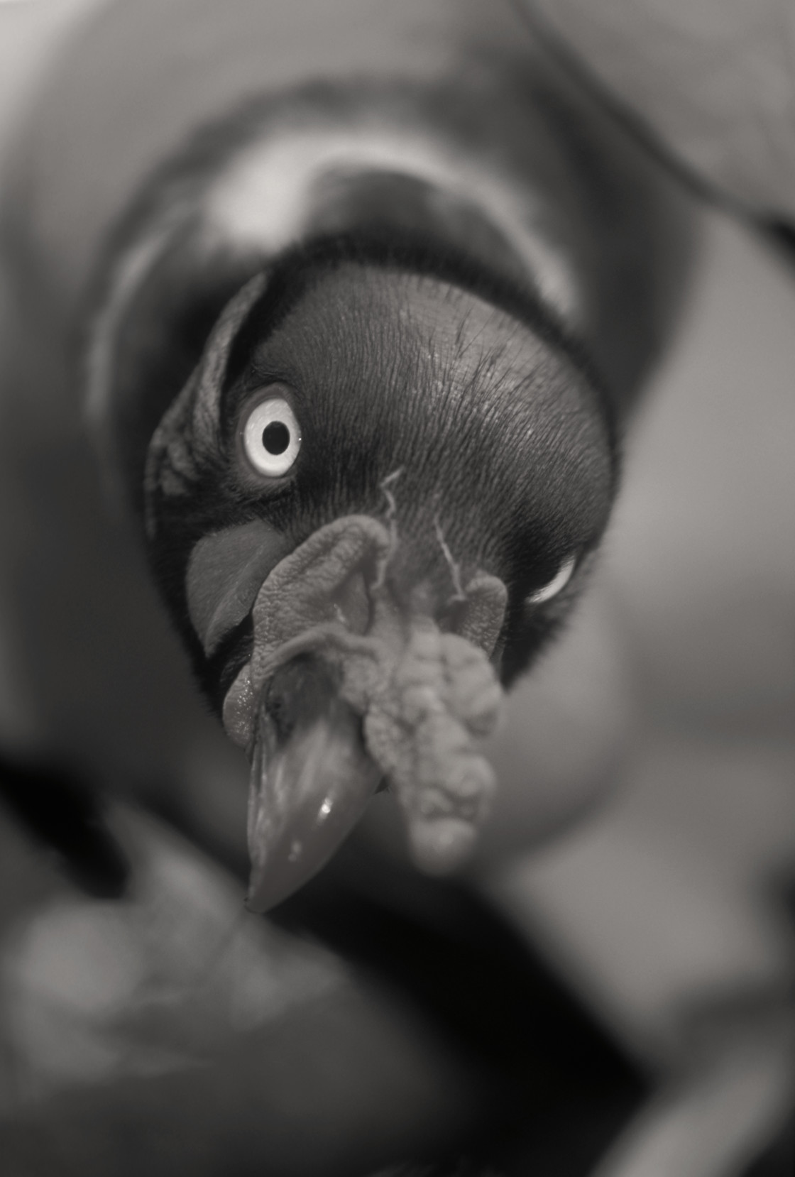 "King Vulture" stock image