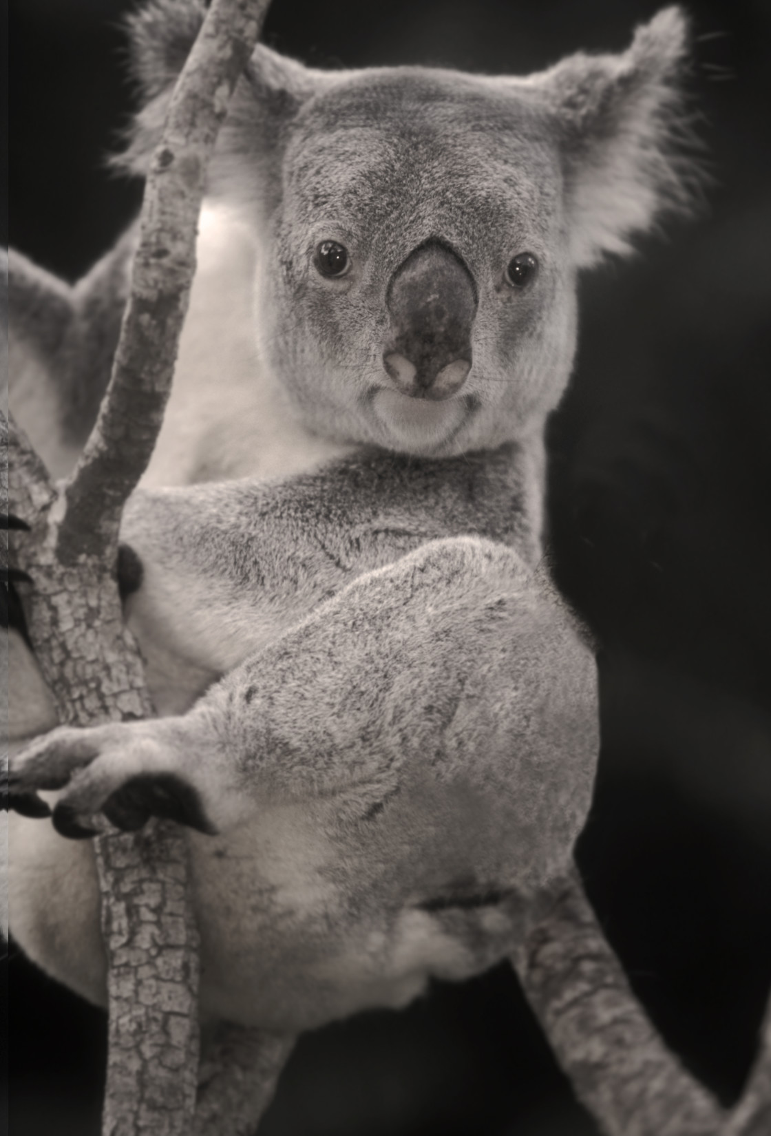 "Koala Bear-" stock image