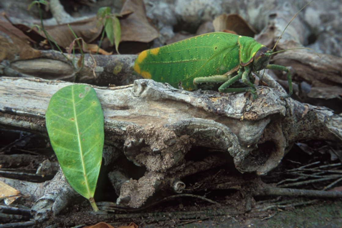 "Leaf insect, Cambodia" stock image