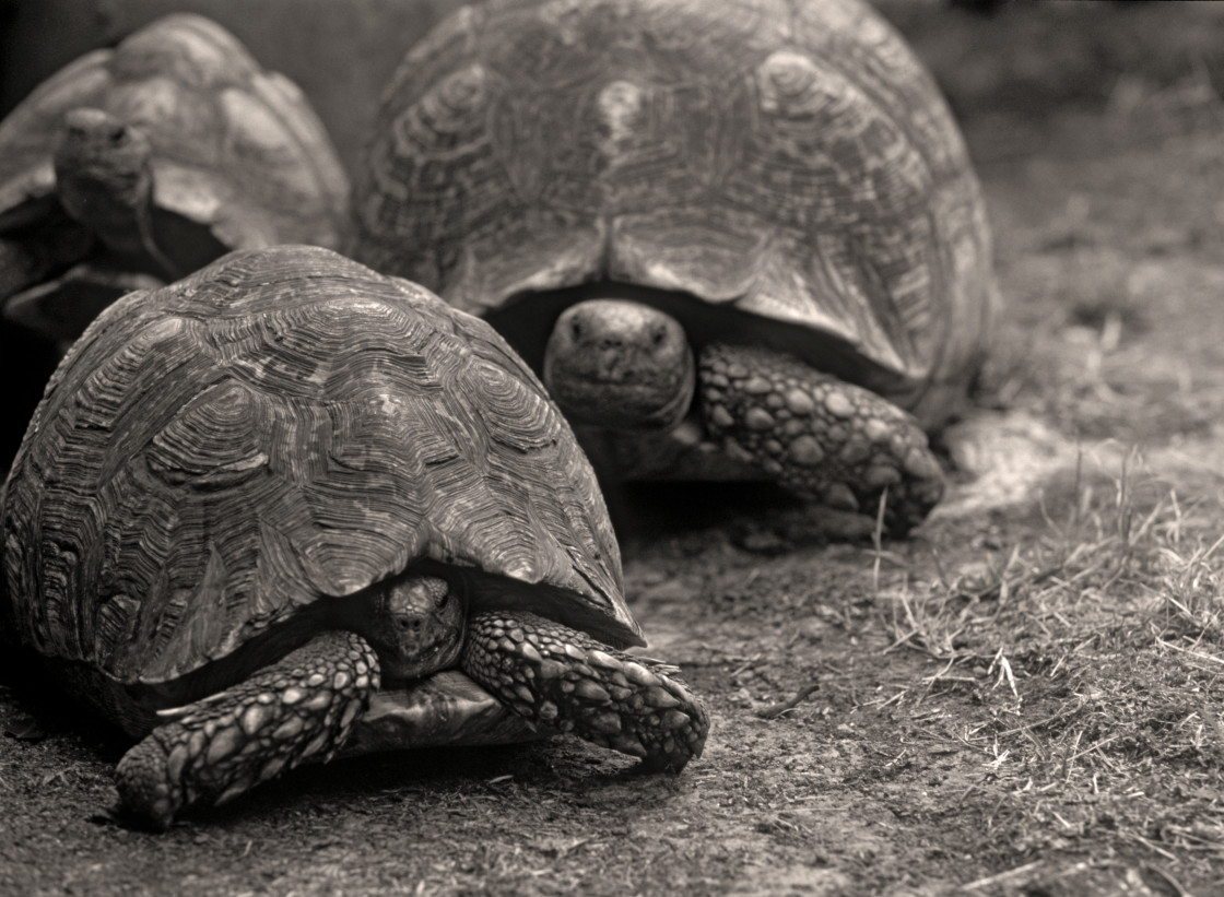 "Leapard tortoises, Kenya, Africa" stock image