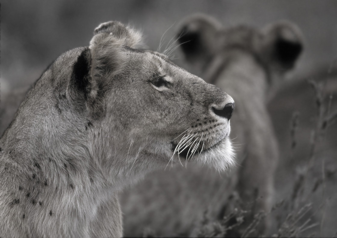 "Lioness" stock image