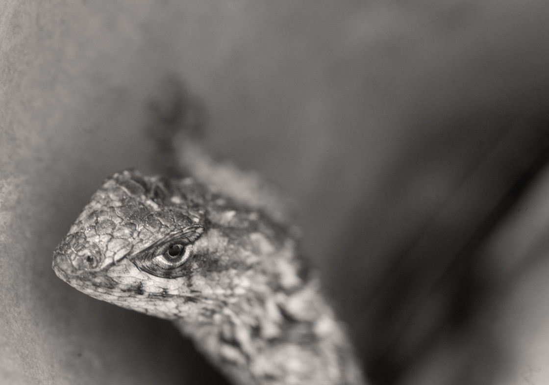 "Lizard" stock image