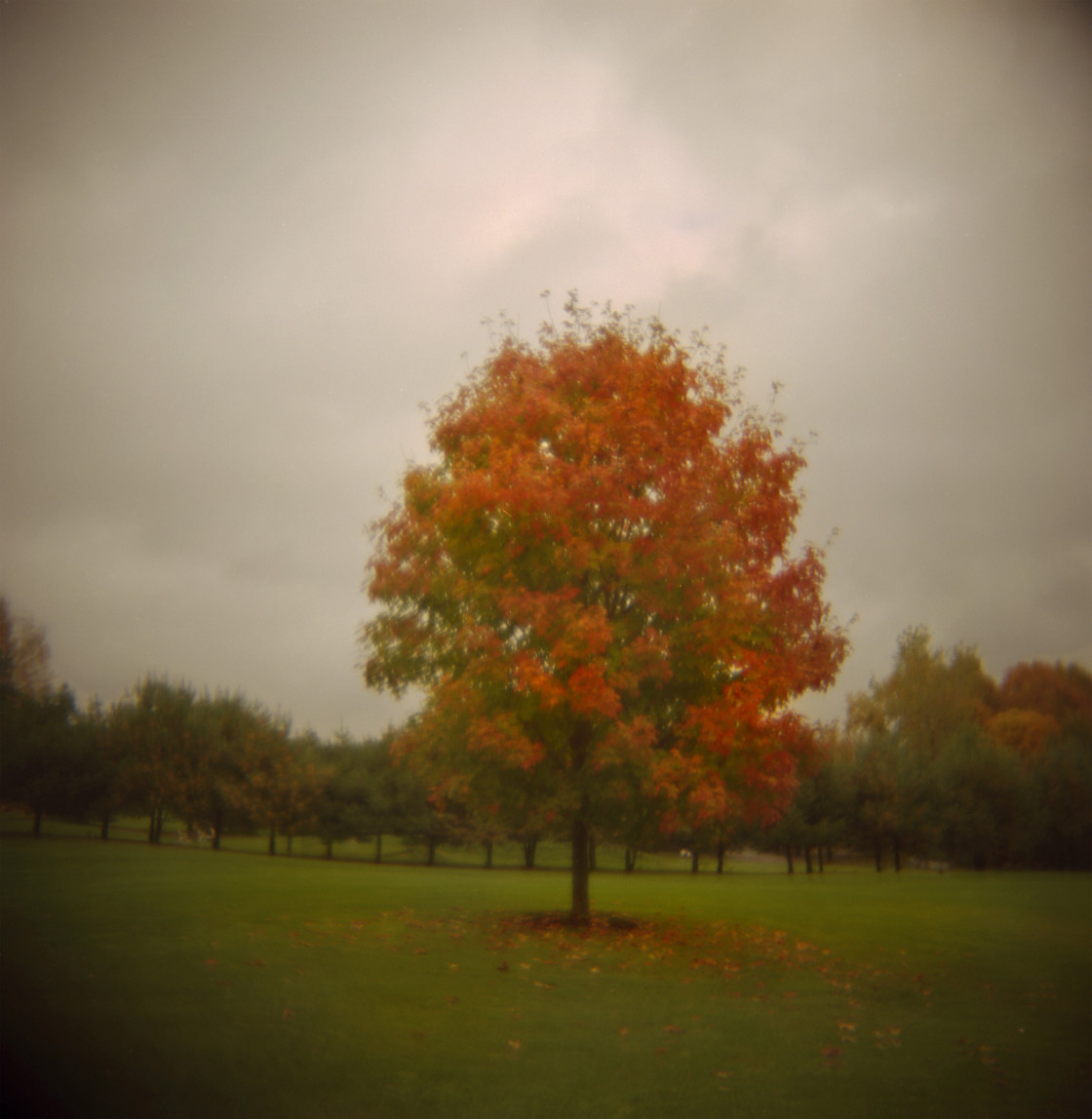 "Fall tree" stock image