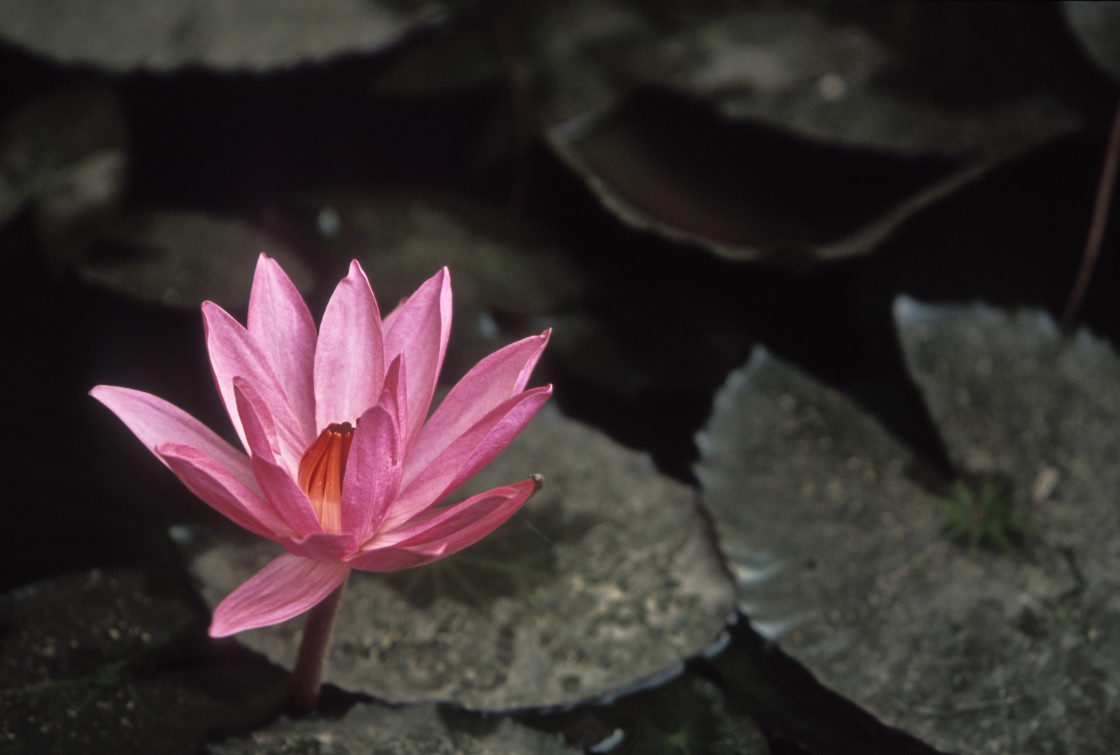 "Lotus, Bodh Gaya, India" stock image