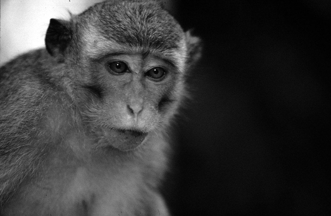 "Macaque monkey" stock image