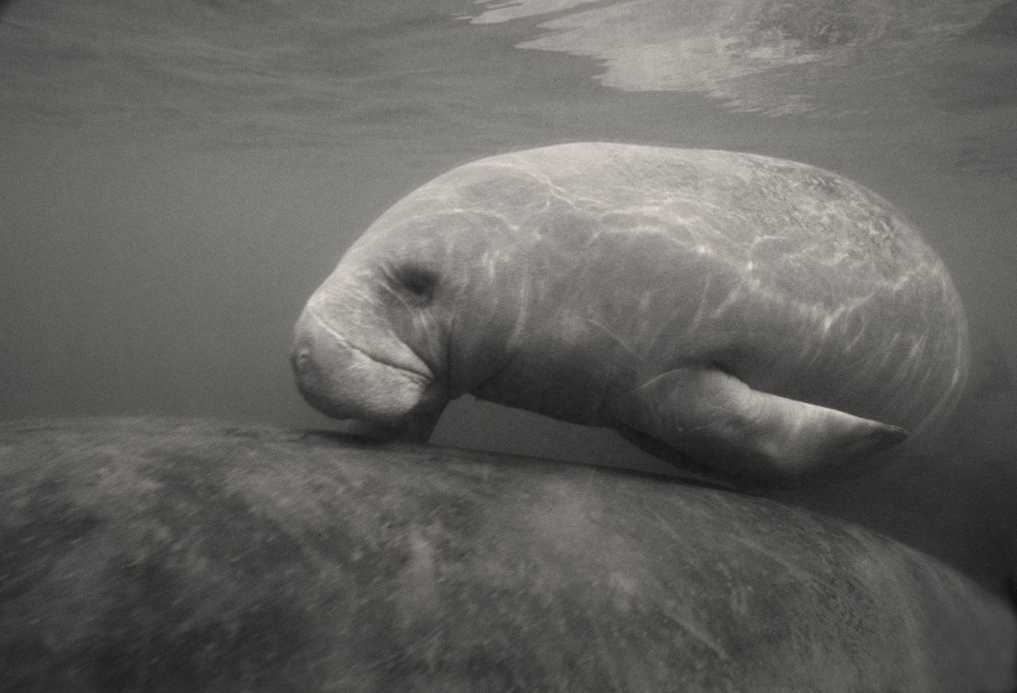 "Manatee young and mother, Crystal Springs, Florida" stock image