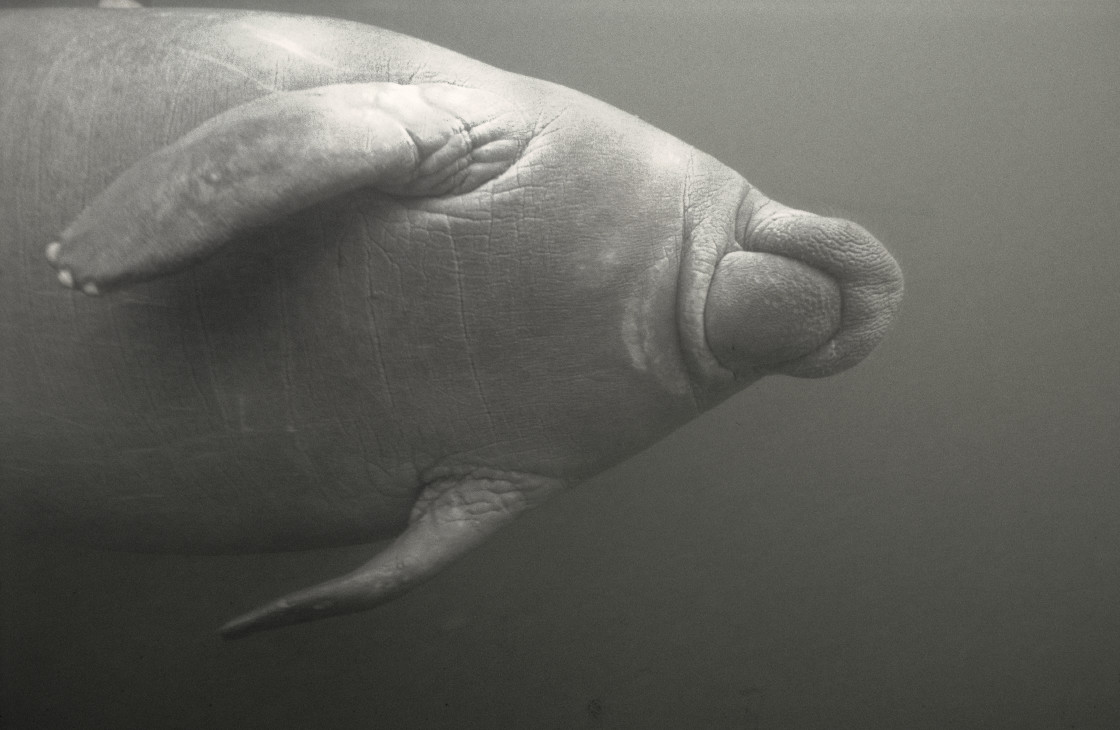 "Manatee, Crystal River, Florida" stock image