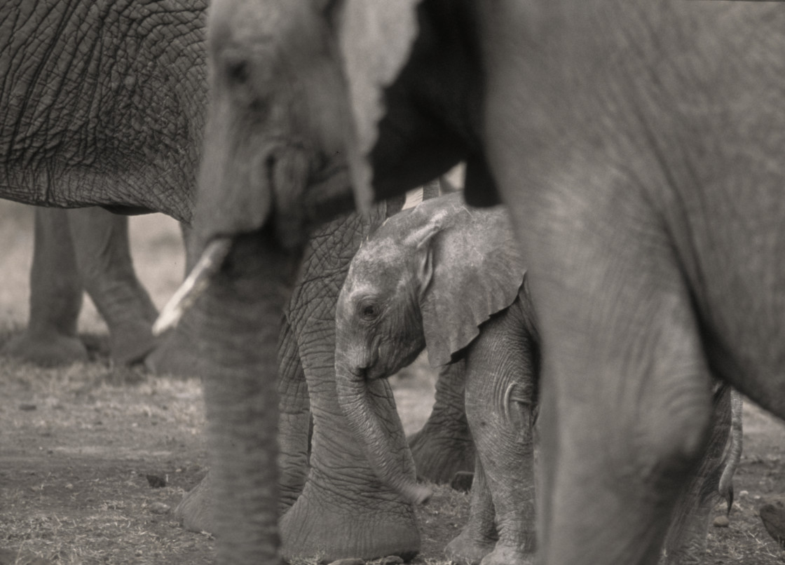 "Mother and baby elephant, Kenya" stock image