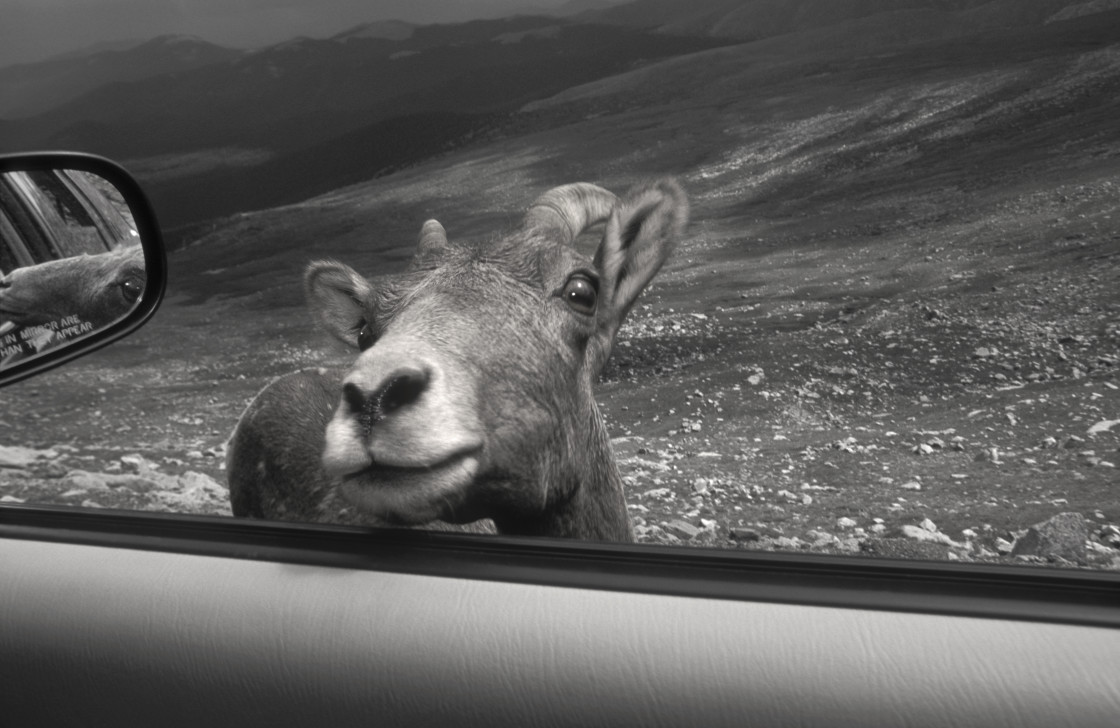 "Mountain sheep, Mt. Evans" stock image