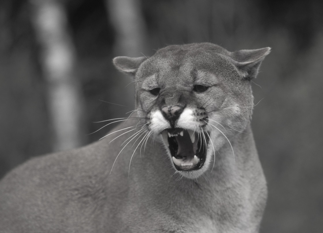 "Mountain Lion growling, Colorado, USA" stock image