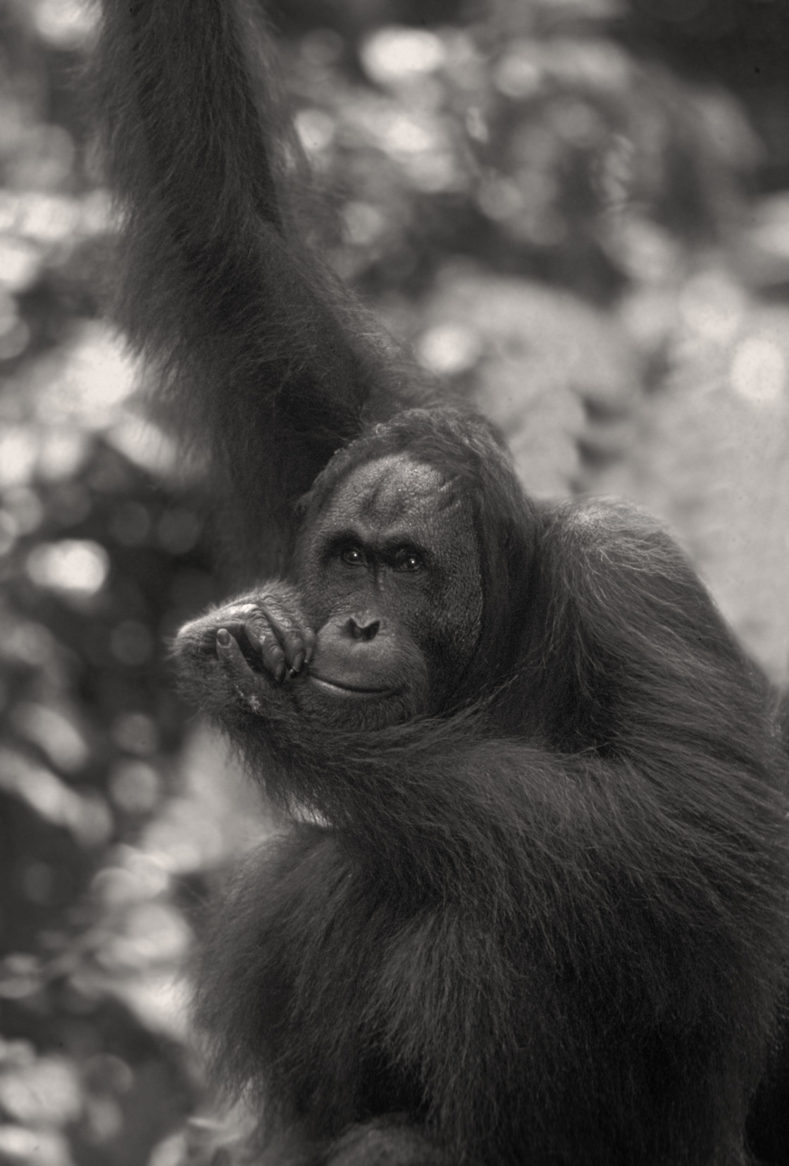 "Orangutan and baby" stock image