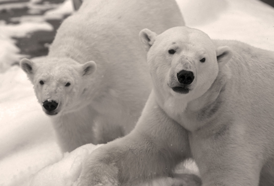 "Two Polar bears" stock image