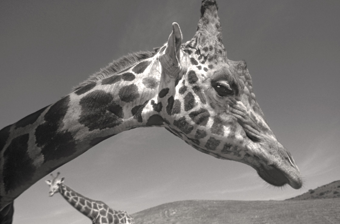 "Two giraffes" stock image