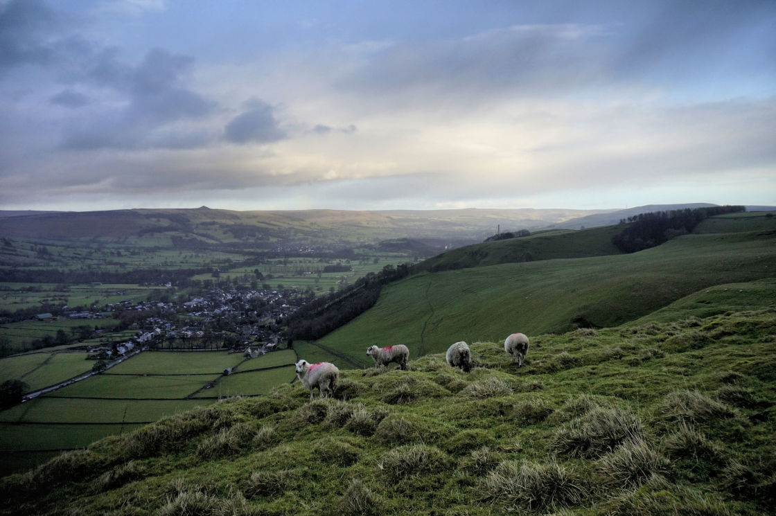 "Sheep over Castleton." stock image