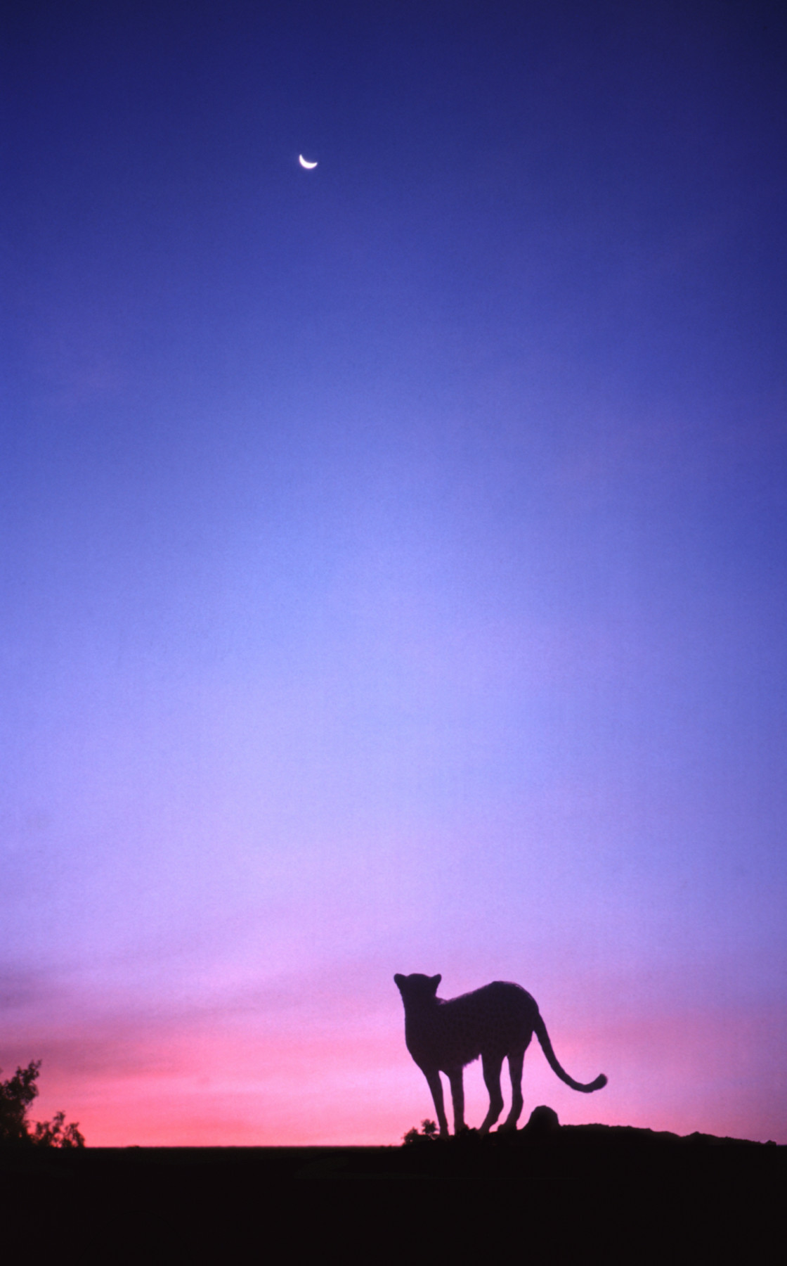 "Cheetah, sunset, Masai Mara, Africa" stock image